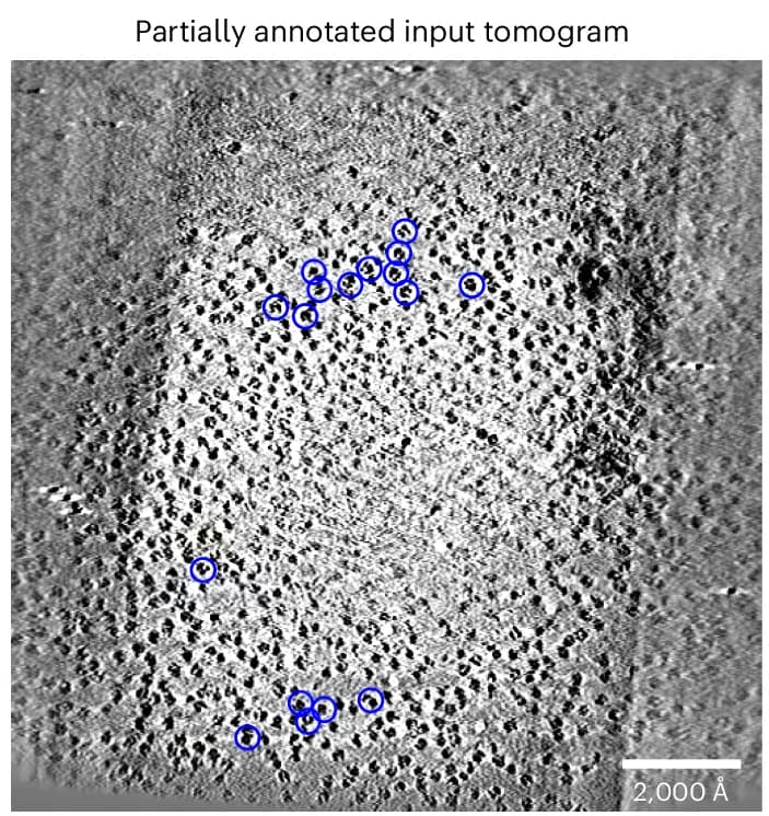 Open access visualization of Microscopy, Annotated Input Tomogram, 70S Ribosomes, Refinement Model, Gold Beads
