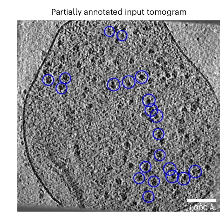 Open access visualization of Microscopy, Tomogram, 70S Ribosomes, Refinement Module, Ribosomes