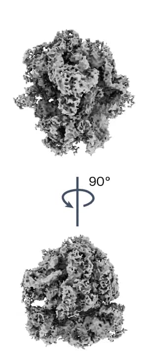 Open access visualization of Protein Structure, SPT Reconstruction, 70S Ribosome, Particles, Tomograms