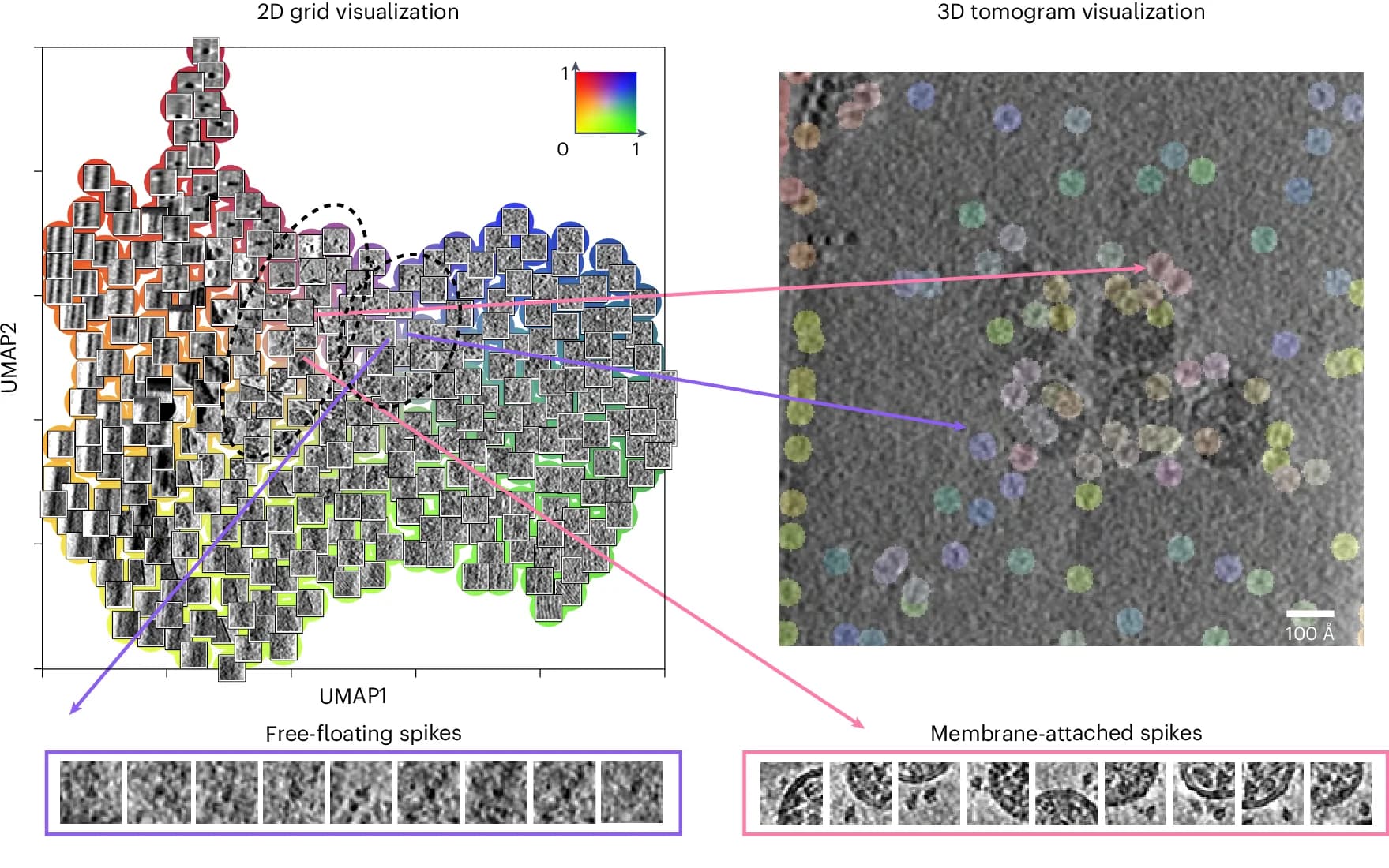 Open access visualization of UMAP, Microscopy, SARS-CoV-2, Spike Protein, 2D Grid Visualization