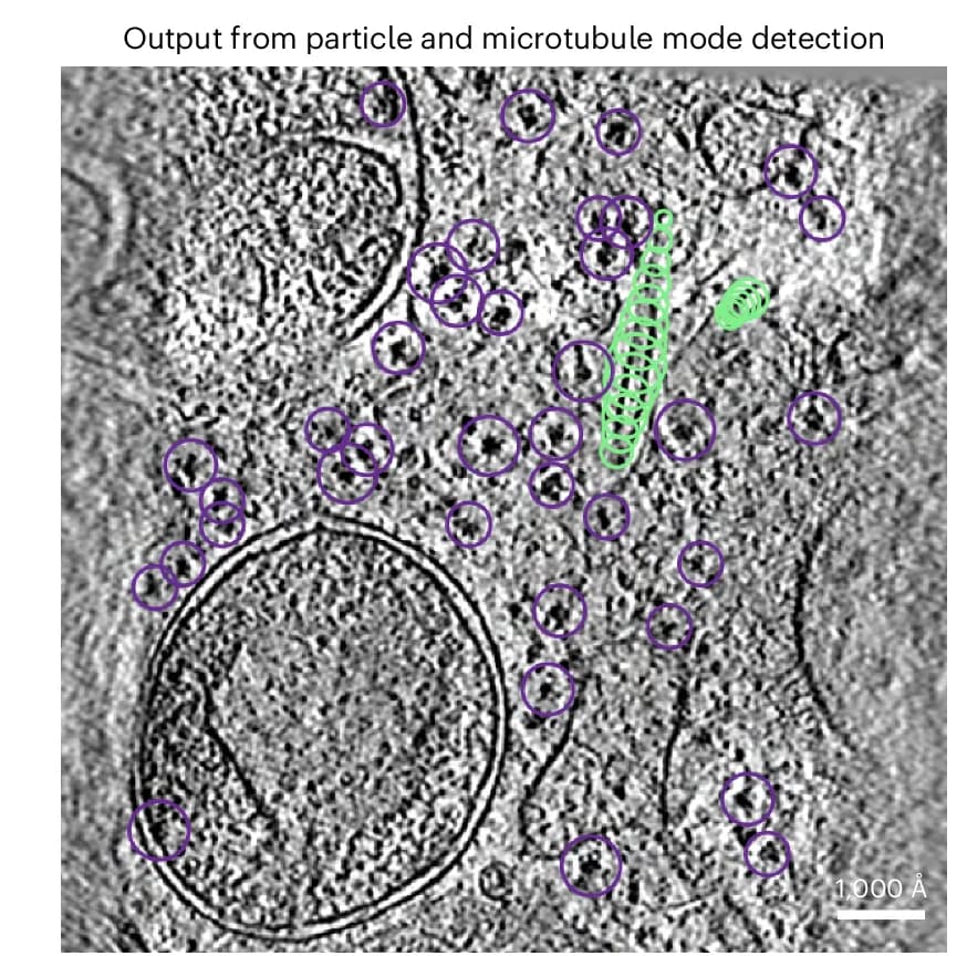 Open access visualization of Microscopy, Training, Inference, Refinement Module, MiLoPYP