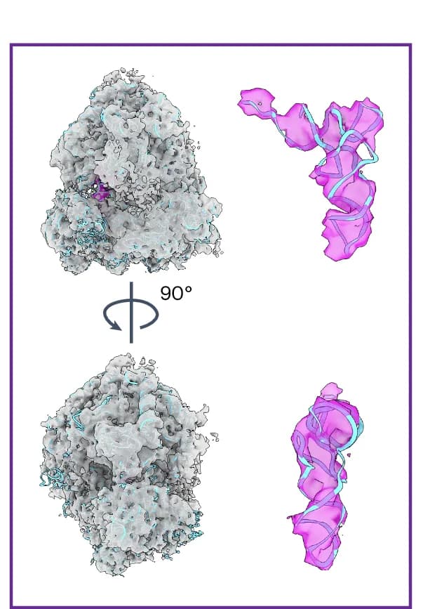 Open access visualization of Protein Structure, 3D Plot, Resolution Reconstruction, 80S Ribosomes, Particles