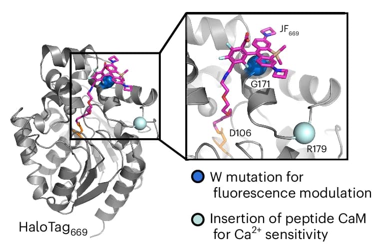 Open access visualization of Protein Structure, Crystal Structure, HaloTag Ligand, HaloTag7, Tryptophan