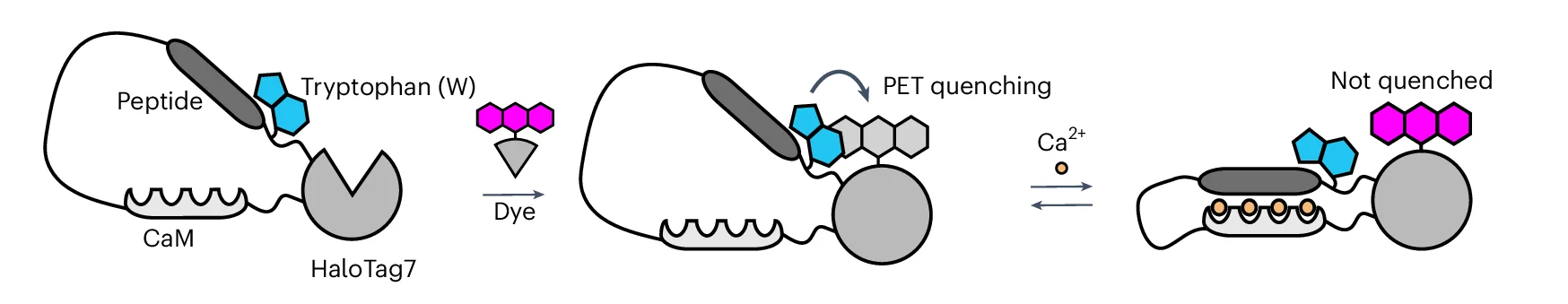 Open access visualization of Illustration, Chemical Structure, Schematic Representation, Domain Arrangement, Dye-Ligand