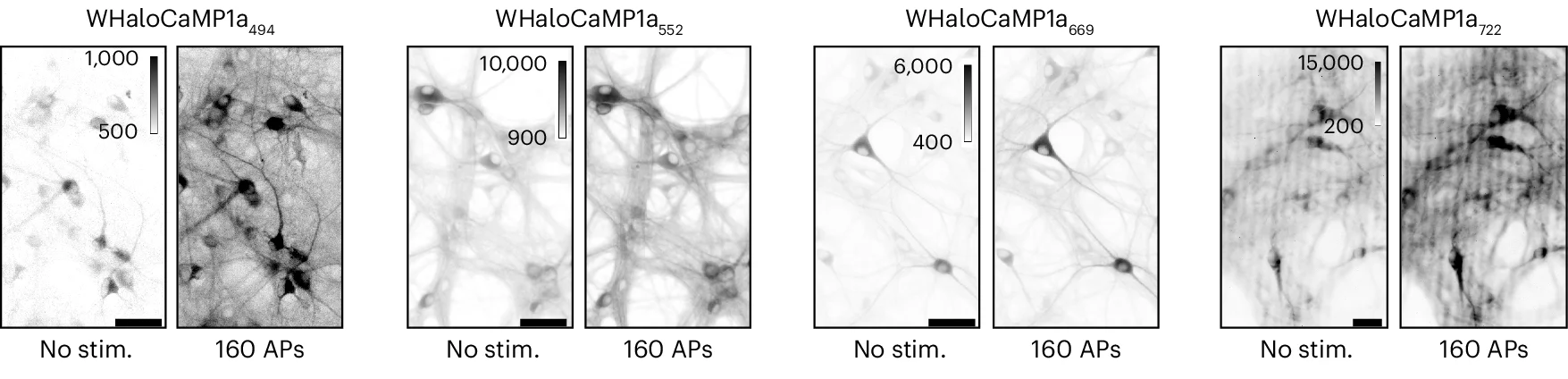 Open access visualization of Microscopy, Hippocampal Neurons, WHaloCaMP1a, Dye-Ligands, Stimulation