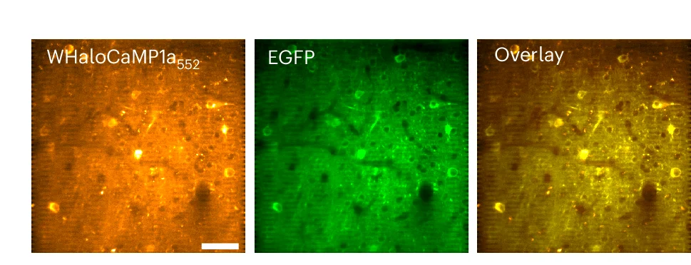 Open access visualization of Microscopy, Representative Images, Mouse V1, Neurons, WHaloCaMP1a