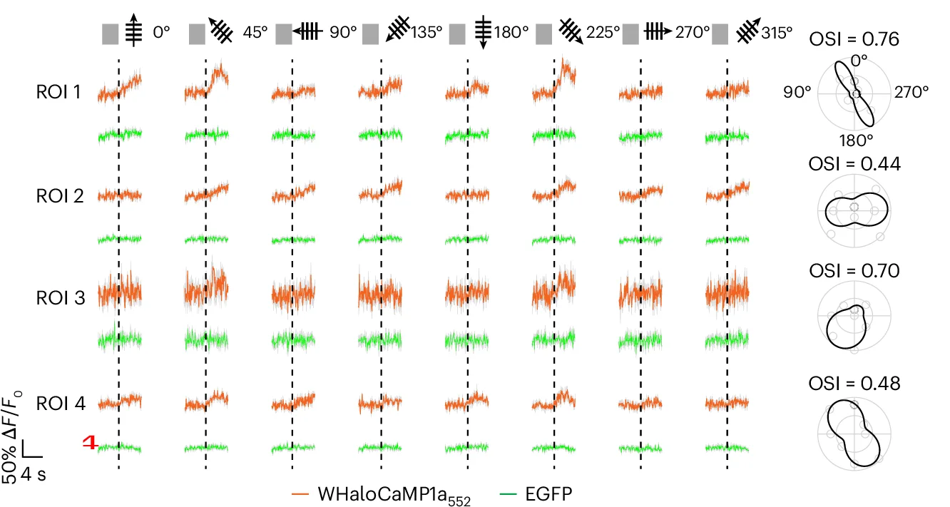 Open access visualization of Line Plot, Error Bars, Radar Chart, Functional Imaging, Ca 2+