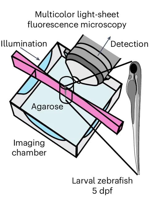 Open access visualization of Illustration, Workflow, Light-Sheet Imaging, Multiplexed Imaging