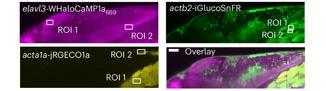 Open access visualization of Microscopy, Photo, Neurons, Muscle, WHaloCaMP1a