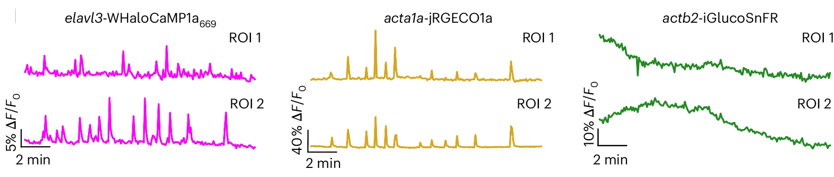 Open access visualization of Line Plot, Fluorescence Traces, WHaloCaMP1a, jRGECO1a, iGlucoSnFR