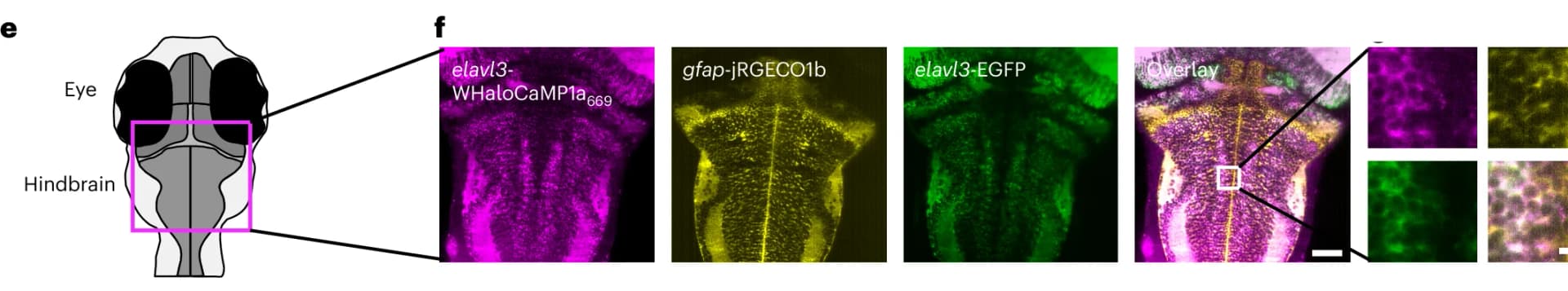 Open access visualization of Microscopy, Single-Cell Resolution, Fluorescent Signals, Hindbrain