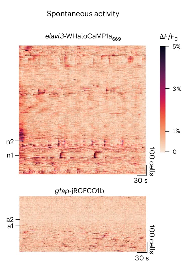 Open access visualization of Heatmap, Rastermaps, Neurons, Astrocytes, Brain Activity