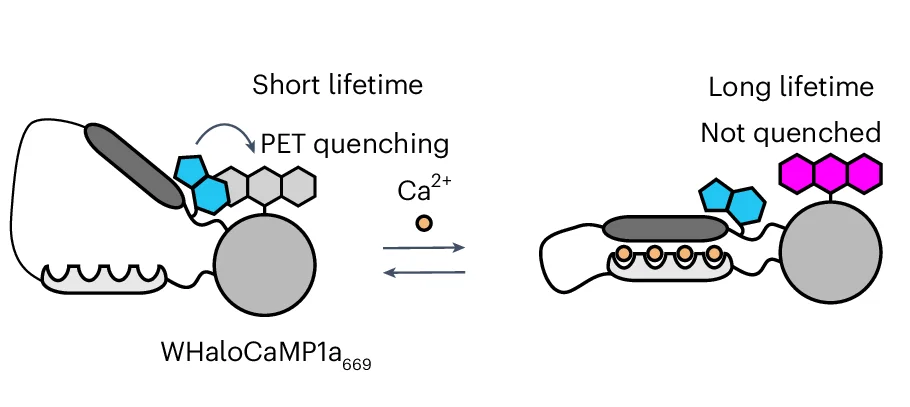 Open access visualization of Illustration, Chemical Structure, WHaloCaMP1a, Dye-ligand, FLIM Probe