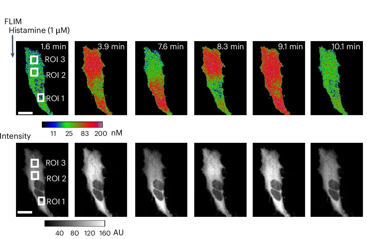 Open access visualization of Microscopy, Concentration Images, Intensity Images, WHaloCaMP1a 669, HeLa Cells