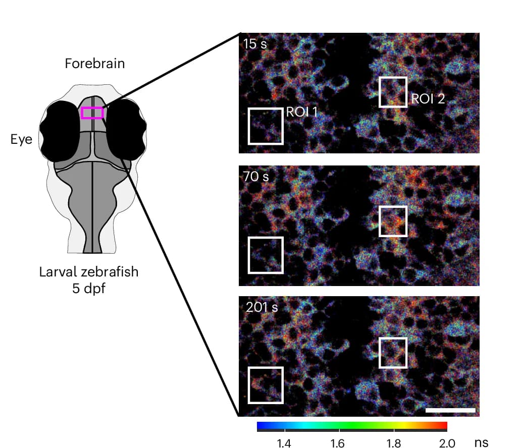 Open access visualization of Microscopy, Illustration, FLIM, WHaloCaMP1a 669, Zebrafish Larvae