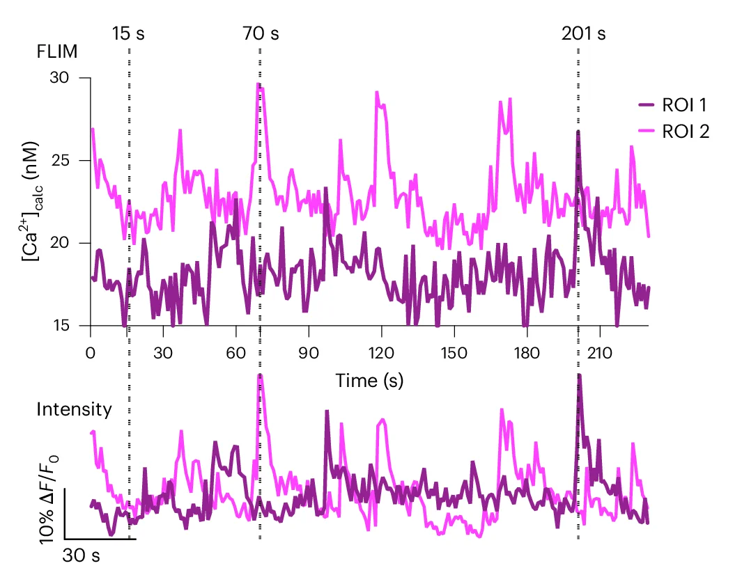 Open access visualization of Line Plot, Calcium Concentrations, FLIM Calibration Curve, Fluorescence Traces, Neurons