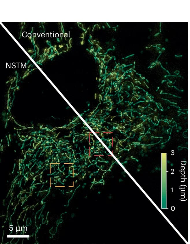 Open access visualization of Microscopy, Maximum Projection, Color-Coded Depth