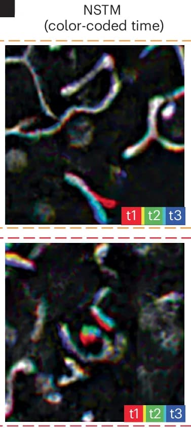 Open access visualization of Microscopy, NSTM Reconstructions, Widefield Images, Timepoints, Phase Shifts