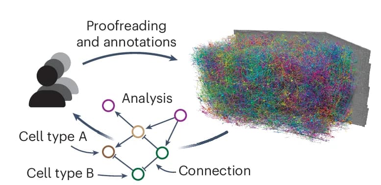 Open access visualization of Network, Pathway, Workflow, Connectomics Datasets, Proofreading