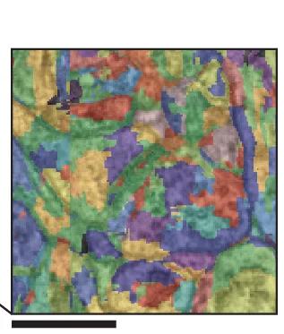 Open access visualization of Microscopy, Supervoxels, Putative Cell
