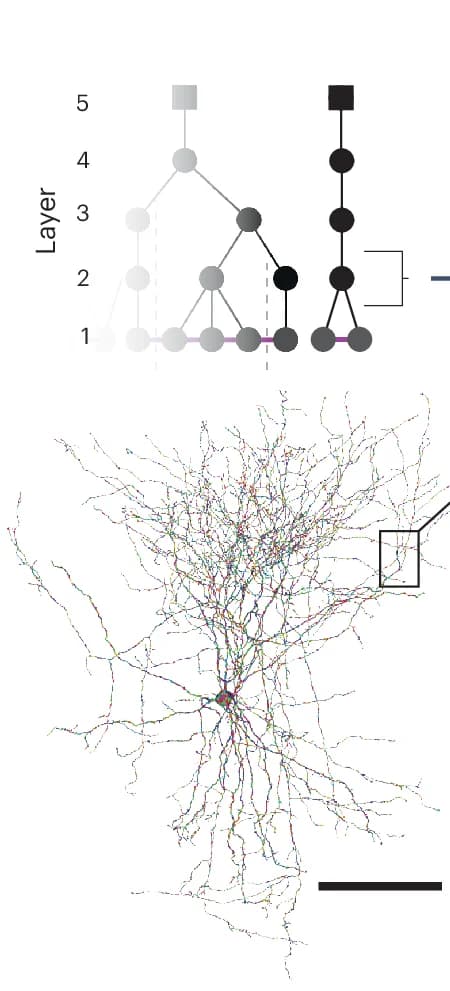 Open access visualization of Workflow, Illustration, L2 Chunks, Basket Cell, Area
