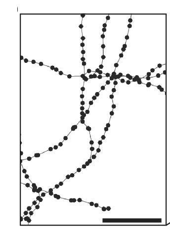Open access visualization of Line Plot, Skeleton, ChunkedGraph, L2-Cache, Segmentation Data