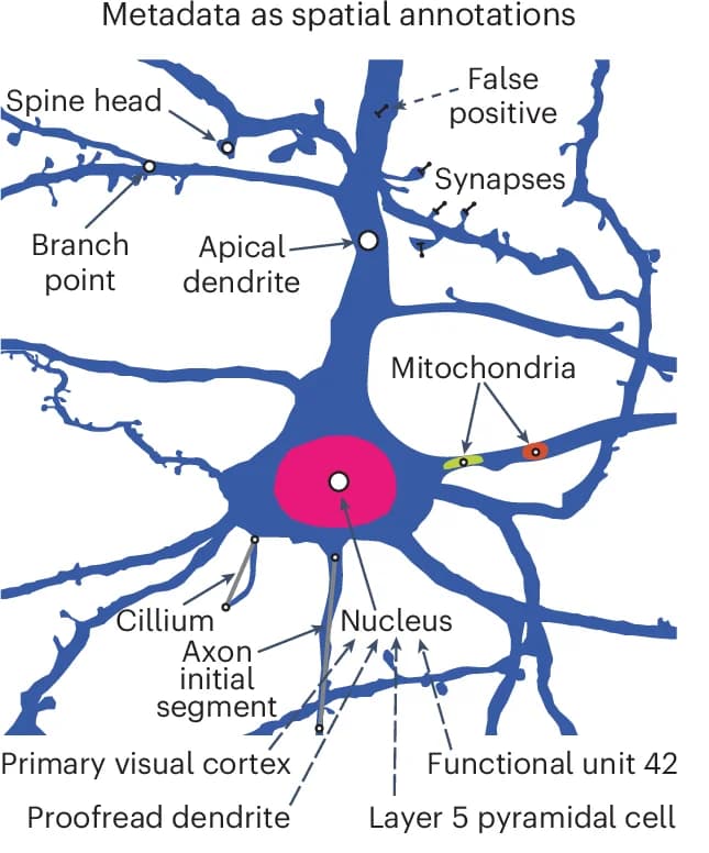Open access visualization of Illustration, Spatial Points, Biological Metadata, Human Annotators, Machine Algorithms