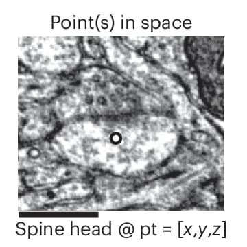 Open access visualization of Microscopy, Annotation Services, Generic Workflow, Spatial Points, Metadata