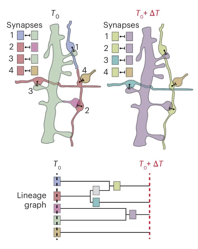 Open access visualization of Workflow, Illustration, Synapses, Segment IDs, Presynaptic Points