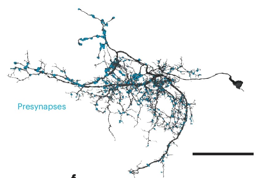 Open access visualization of Network, Pathway, Neuron, FlyWire, Presynapses