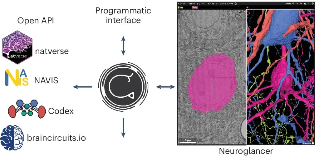 Open access visualization of Workflow, Microscopy, 3D Plot, Illustration, Connectomics
