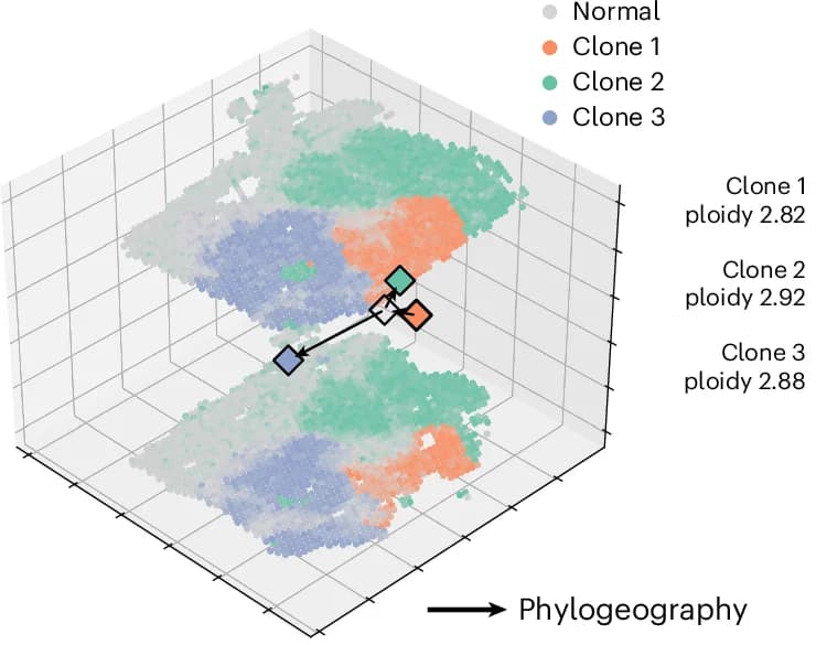 Open access visualization of 3D Plot, Spatial Distribution, Phylogeographic Tree, Cancer Clones, CRC Liver Metastasis