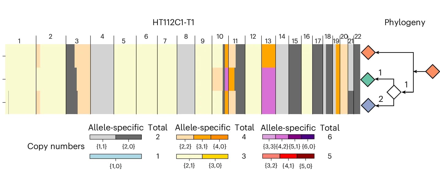 Open access visualization of Stacked Bar Plot, Workflow, Allele-Specific Copy Number Profiles, Cancer Clones, Phylogeny