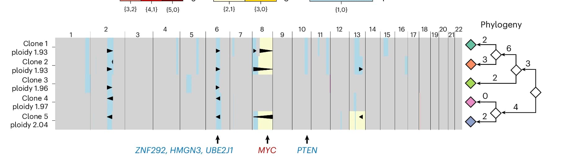 Open access visualization of Sankey, Pathway, Allele-Specific Copy Number, Cancer Clones, Phylogeny