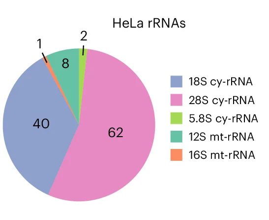 Open access visualization of Pie Chart, Pseudouridine Sites, HeLa Cells, Cytoplasmic Ribosomal RNA, Mitochondrial Ribosomal RNA
