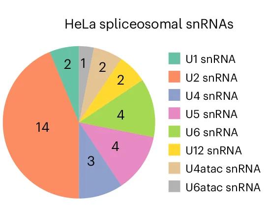 Open access visualization of Pie Chart, Pseudouridine Sites, HeLa Cells, Spliceosomal snRNAs
