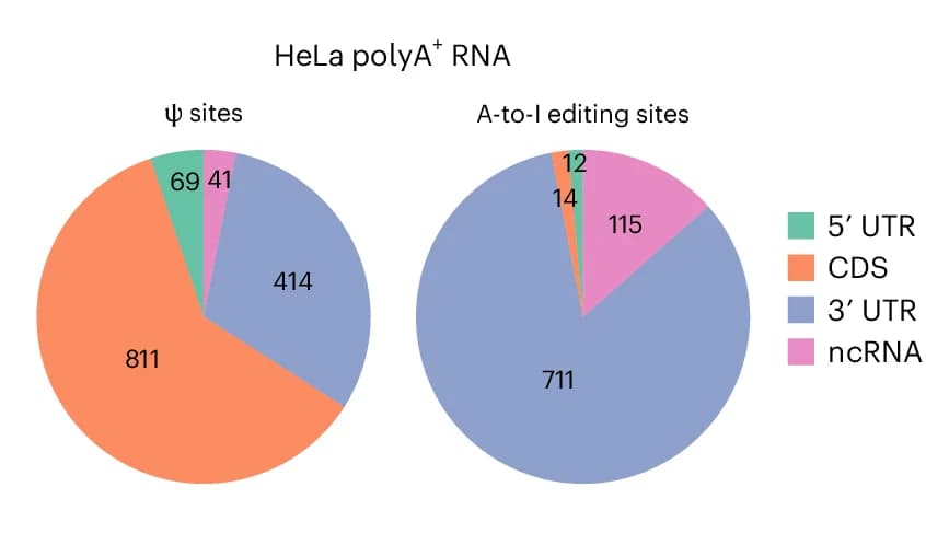 Open access visualization of Pie Chart, Ψ Sites, A-to-I Editing Sites, HeLa Cells, mRNA