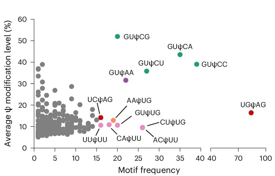 Open access visualization of Scatter Plot, Ψ Sites, HeLa Cells, mRNA, Motif Frequency