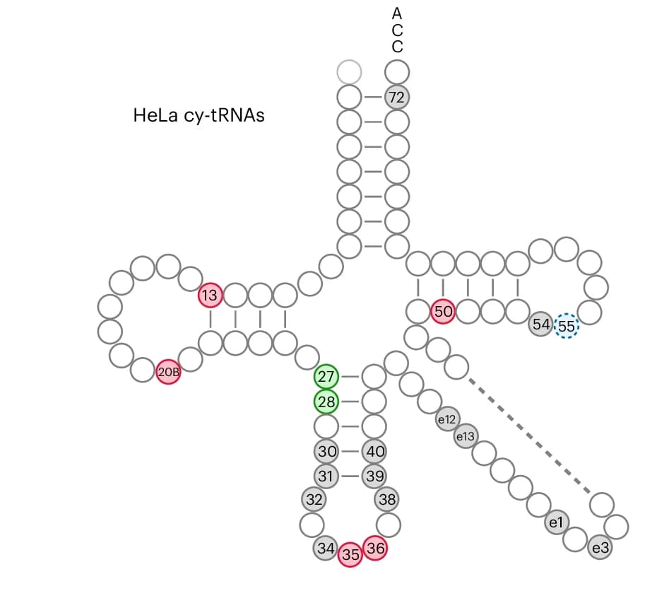 Open access visualization of Illustration, PUS, HeLa cy-tRNAs, mt-tRNAs, Psi 55