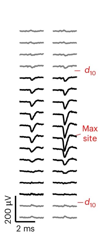 Open access visualization of Line Plot, Spike Waveform, Recording Sites