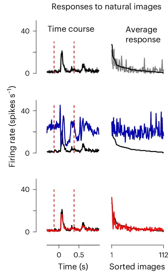 Open access visualization of Line Plot, Natural Images, Unit, Neighbor, Match