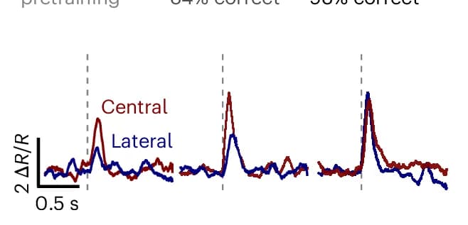 Open access visualization of Line Plot, Firing Rate, Neurons, Stimulus, Mice