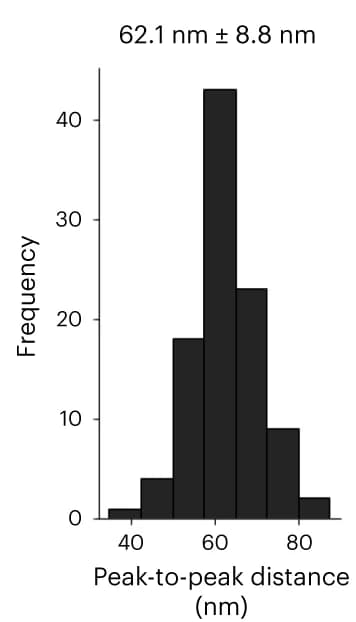 Open access visualization of Histogram, Microtubules, Population Data, Peak-to-peak Distances