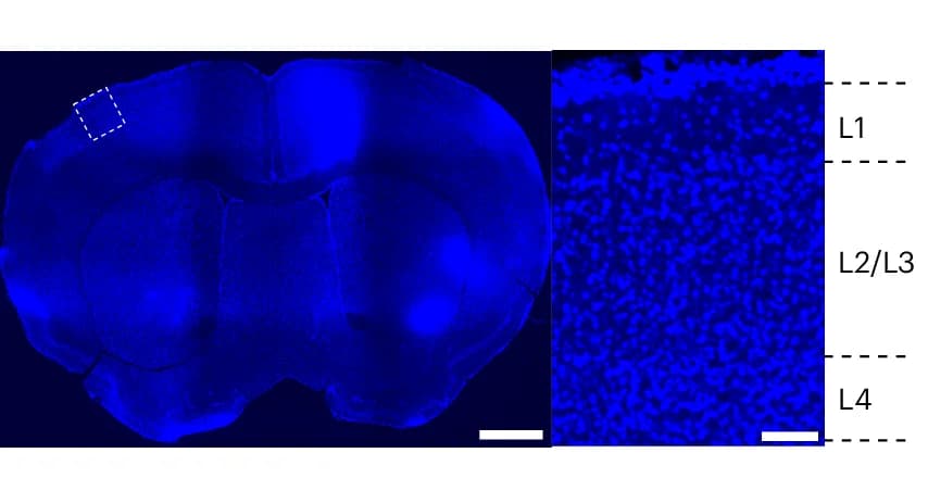Open access visualization of Microscopy, Confocal Image, Mouse Brain Slice, DAPI, Somatosensory Cortex