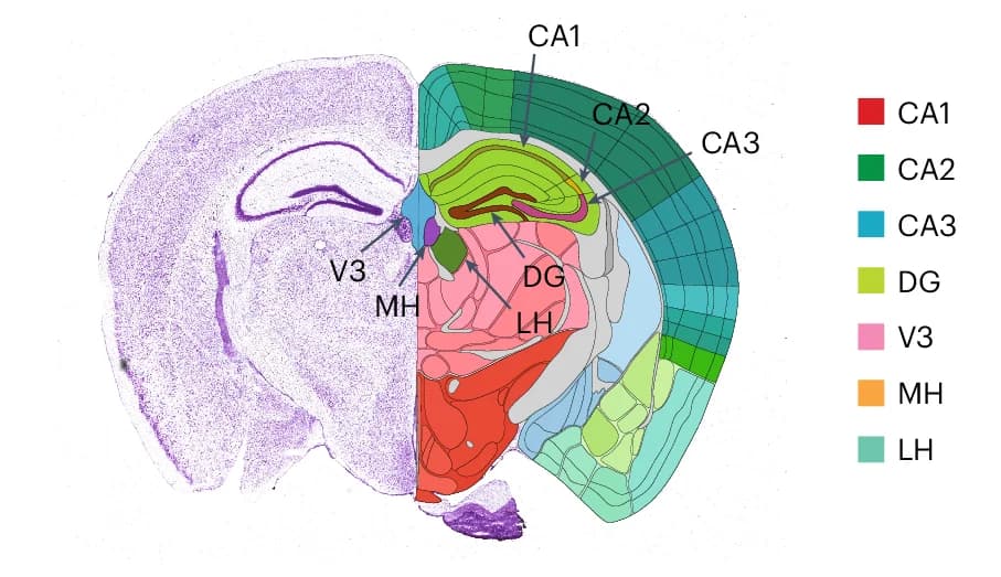 Open access visualization of Microscopy, Illustration, Allen Mouse Brain Atlas, Hippocampus