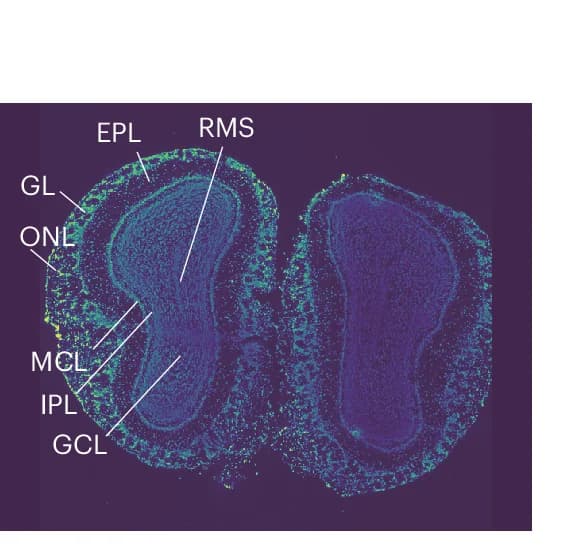 Open access visualization of Microscopy, DAPI, Mouse, Olfactory Bulb, Laminar Organization