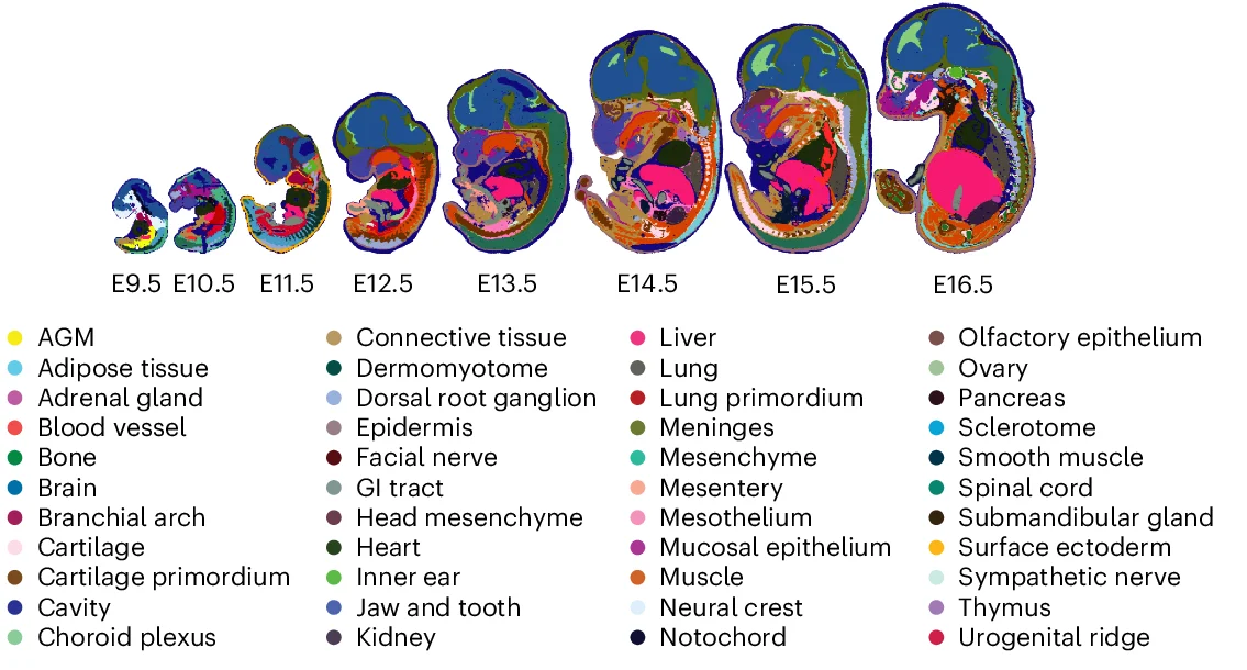 Open access visualization of Illustration, Stereo-seq, Mouse Embryo Development, Original Annotation