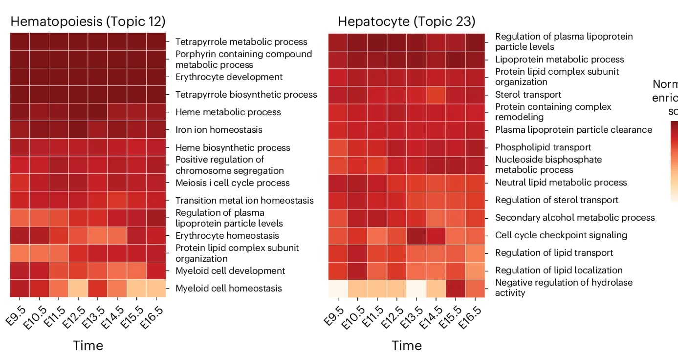 Open access visualization of Heatmap, GSEA, Normalized Enrichment Scores, Hepatocyte, Hematopoiesis