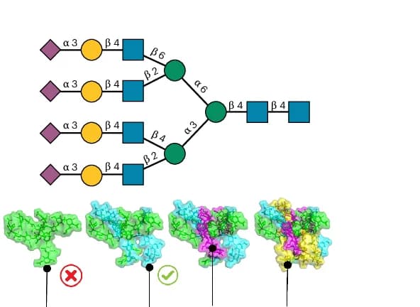 Open access visualization of Illustration, Protein Structure, Workflow, SNFG Structure, 3D Structures
