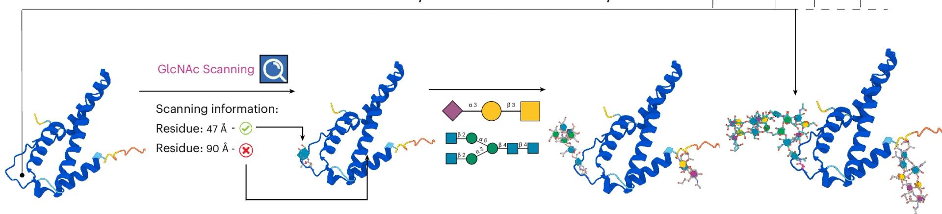 Open access visualization of Workflow, Illustration, Chemical Structure, Re-Glyco Workflow, Human Interleukin-5